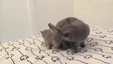 猫妈妈只生了一只独苗苗，宠得不像话，小猫咪：不能愉快玩耍