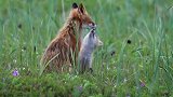 红狐狸妈妈找不到它的宝宝了，这可怎么办呢？