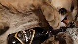 抱着酒瓶的大猫：铲屎的，你就让我一醉方休吧