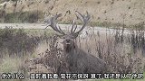驯鹿见到陌生走过来了，你们听过驯鹿叫声吗