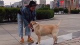 这只拉布拉多的一段视频突然走红，收获一大批粉丝，想不火都难了