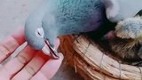 鸽子妈妈死了，留下两个没长大的孩子，看着好可怜啊！