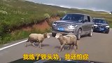 碰见两头公羊打架，怀疑它们会不会得脑震荡