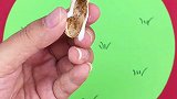 用废旧花生壳，做小鸡吃食贴画！
