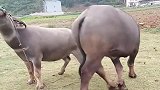 跟青母牛相亲的公牛未如愿，你知道什么原因吗