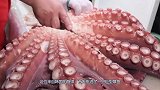 韩国人如何吃巨型章鱼？一只足足34斤，够吃一个星期的