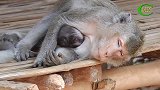 猴妈抱着小猴子在怀里，把小猴子弄得差点窒息了