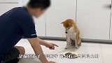 主人把饭端过来突然倒地，3只柴犬会是啥反应？看完要哭了