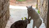 宠物解说：十只猫咪吵架，有九个是口臭？