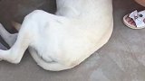 狗子：放开我，我又没病，我不打针！