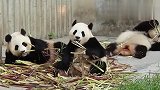 3只熊猫“大佬”吃午餐，看得都快流口水了