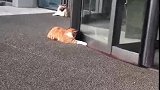 猫：这门是不是坏了，咋一直转圈圈呢！
