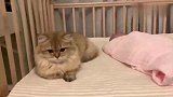 自从有了娃,家里的猫都神经质了,24小时霸气守护太逗了