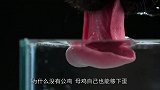为什么没有公鸡，母鸡自己也能够下蛋明白后恍然大悟