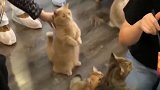猫咪：求求你，给我一点点吧