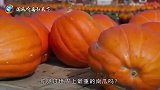 世界上最大的南瓜，重达1964公斤，大到只能用叉车托运