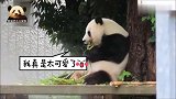 优雅的熊猫旦旦又和大家见面了，翘起的小jiojio可爱到极点
