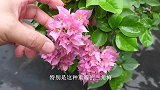 三角梅怎样廷长花期，修剪至关重要