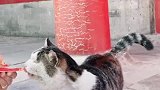 故宫的猫——小崽儿