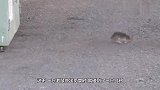 老鼠街头遇到一只乌鸦，接下来的画面忍住别笑，镜头拍下全过程