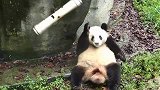 水管意外打到熊猫，熊猫跟它死磕，最后却一脸淡然，发生了什么？