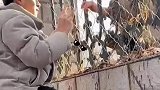 男生去学校看望女生，被兄弟扛在肩上送戒指