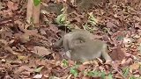 猴王太可恶了，按住母猴就打