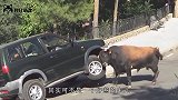 大黄牛被石头绊了一下，“牛脾气”瞬间上来了，镜头拍下搞笑一幕