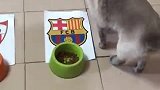 国王杯萌宠大预测：这猫叫“C罗” 居然对着巴萨队徽做这动作
