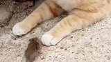 猫：我才不抓老鼠，你又不给我小鱼干！