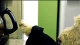 爱宠一刻-20120319-当人与狗的身份互换。。。我勒个去！