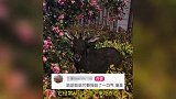 女生偶遇“四不像”吃绿化带，不像马也不像驴口气巨臭，网友破案