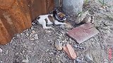 大蛇死死缠住小狗的脖子，主人为救小狗徒手抓蛇，全程惊险