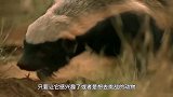 一口咬碎头盖骨！单手干掉“平头哥”，网友何方神圣