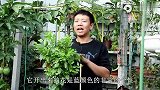 有“巧克力”香味的金露花，掌握这个小技巧，1年养成棒棒糖！