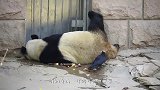 松鼠看着天气好，竟然拿“棉被”出来晒，是不是成精了？