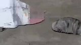 流水侵袭猫咪，猫咪反应神速