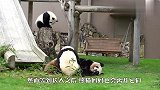 动物园给熊猫搬了新家，隔壁就住着熊猫爸爸，太幸福了吧