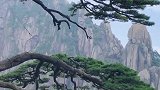 奇松傲立玉屏前，阅尽沧桑色更鲜双臂垂迎天下客，包容四海寿千年