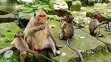 识时务为俊杰，小猴遭集体围殴