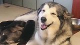 主人说把狗宝宝炖了, 阿拉斯加的反应是这样的, 母爱的伟大