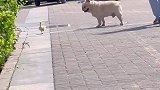 狗狗看到小鸭子走路，非得学习一下