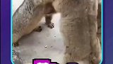 坐在一旁的土拨鼠静静的看着