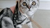 猫咪不听话女主人要揍它，金毛做法太暖心了，它愿意替小猫咪受罚