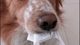 养狗的乐趣每天分享，养犬知识。