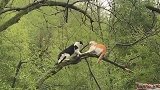 两只猫咪在树枝上狭路相逢，从气势上来看，明显橘猫这边更有优势