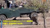 实拍老虎捕猎野鹿，借着汽车为掩护体，发起进攻一刻咋舌了