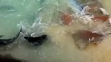 一群难得一见的大家伙游到海边觅食，下场面真是令我大开眼界