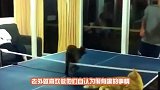 猞猁捂住主人的眼睛“猜猜我是谁”被揭穿后，镜头拍下搞笑瞬间