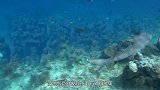 国外男子深海潜水，意外碰到水下人群聚集，靠近一看赶紧上了岸